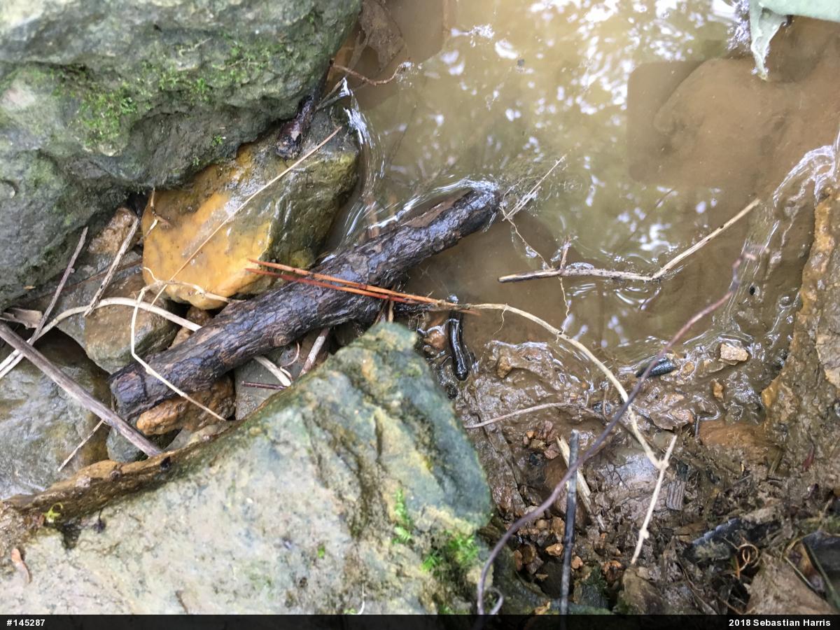 Northern Two-lined Salamander