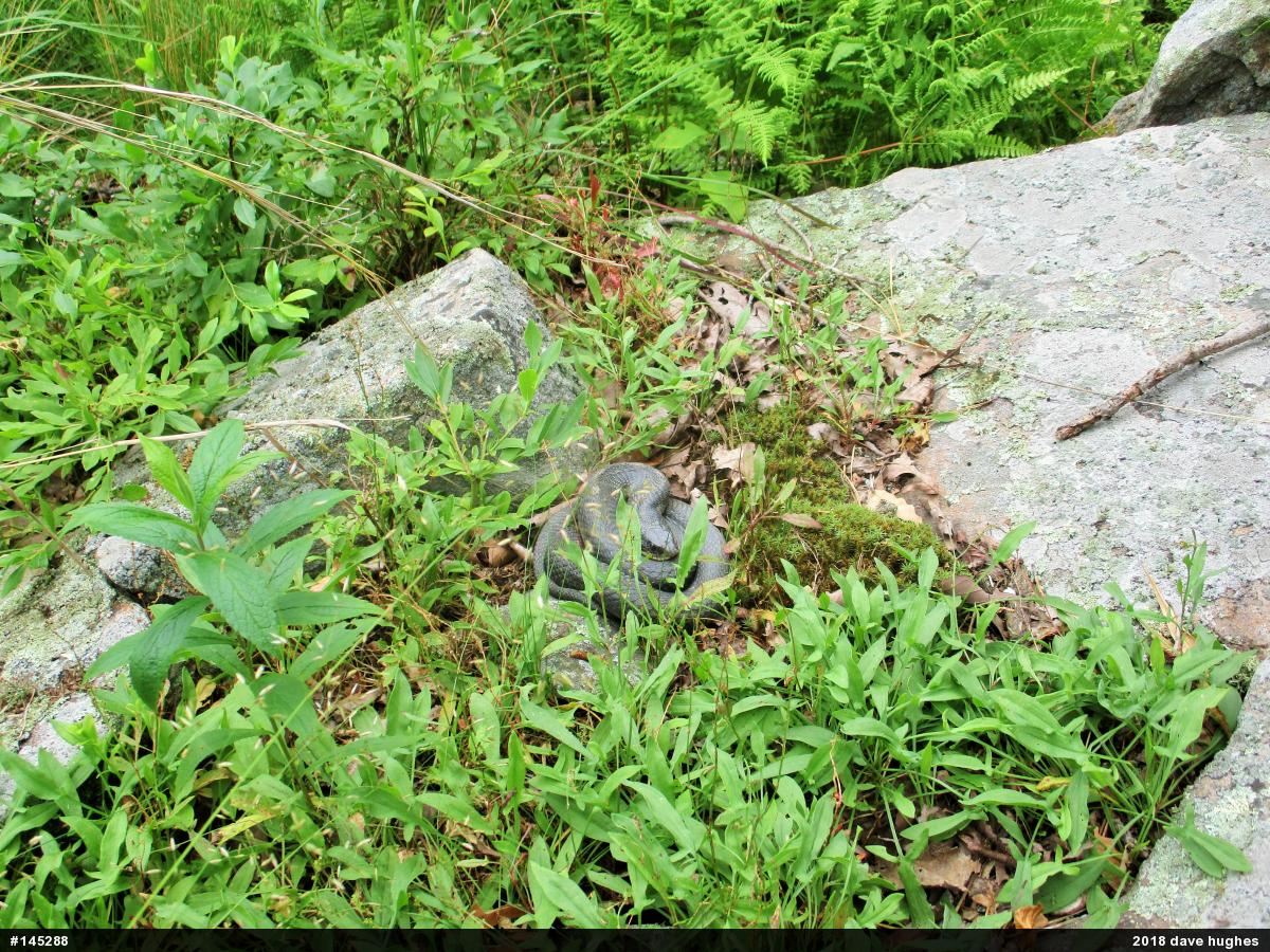 Eastern Hog-nosed Snake