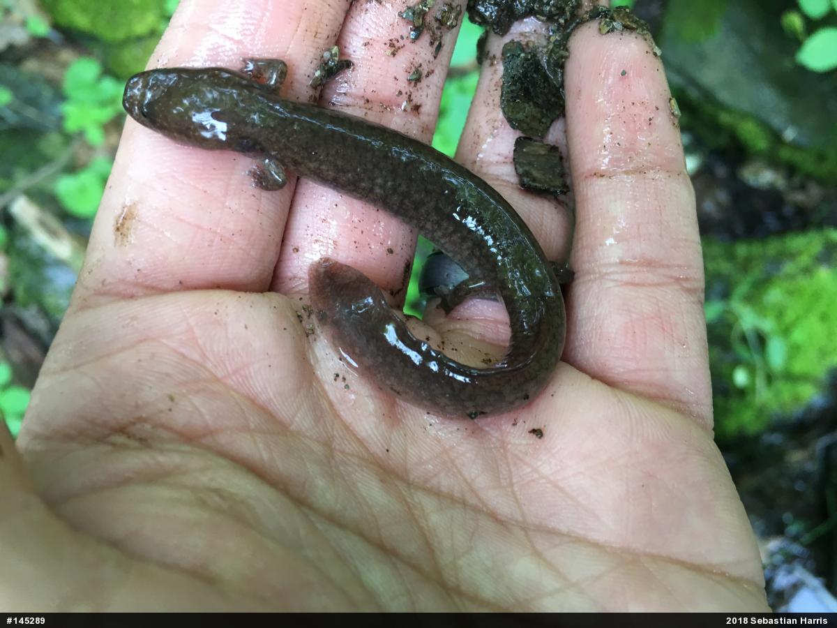 Northern Spring Salamander