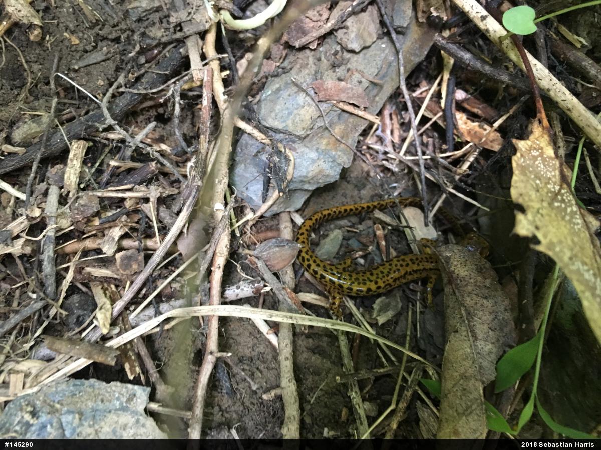 Eastern Long-tailed Salamander