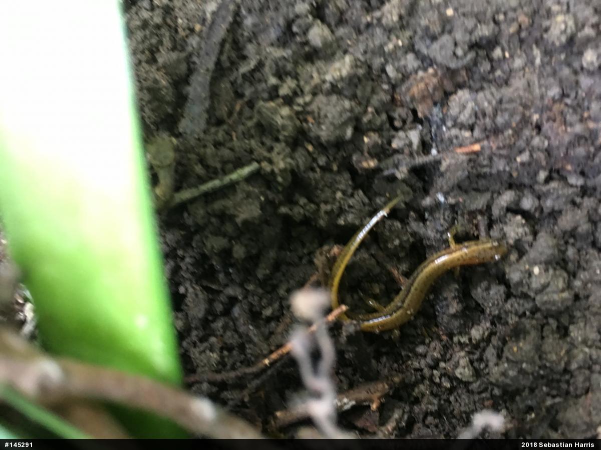 Northern Two-lined Salamander