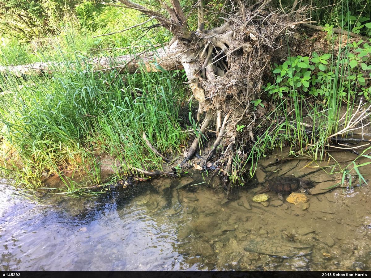 Snapping Turtle