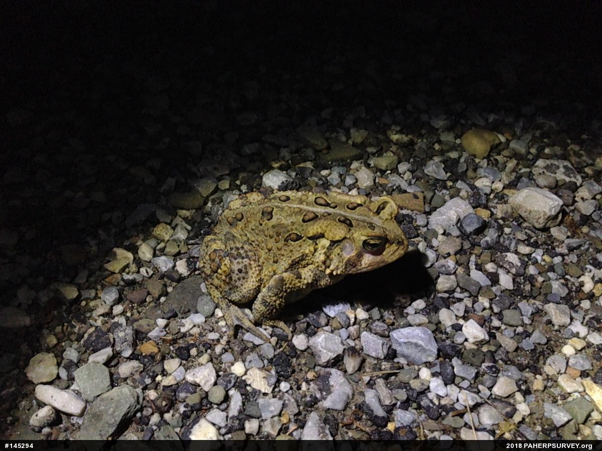 Eastern American Toad
