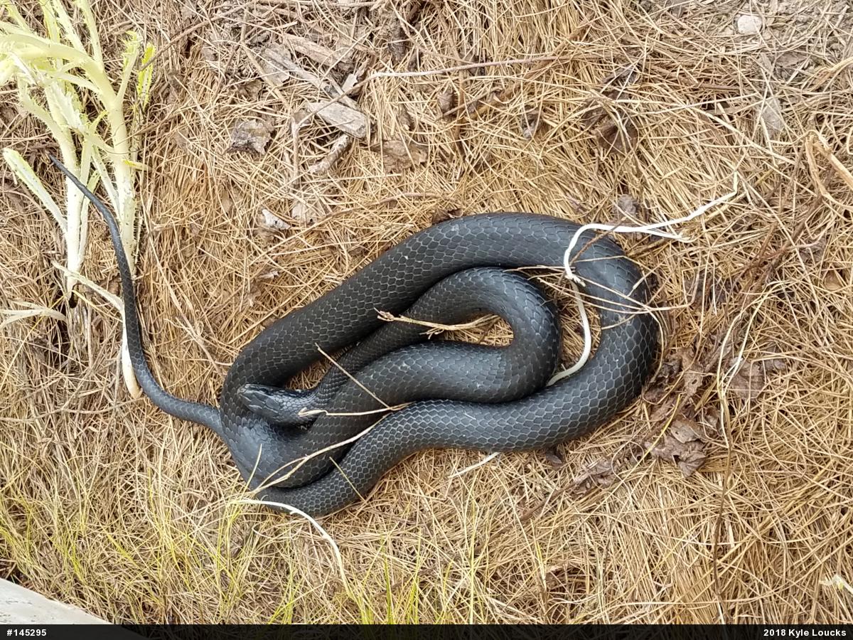 Northern Black Racer