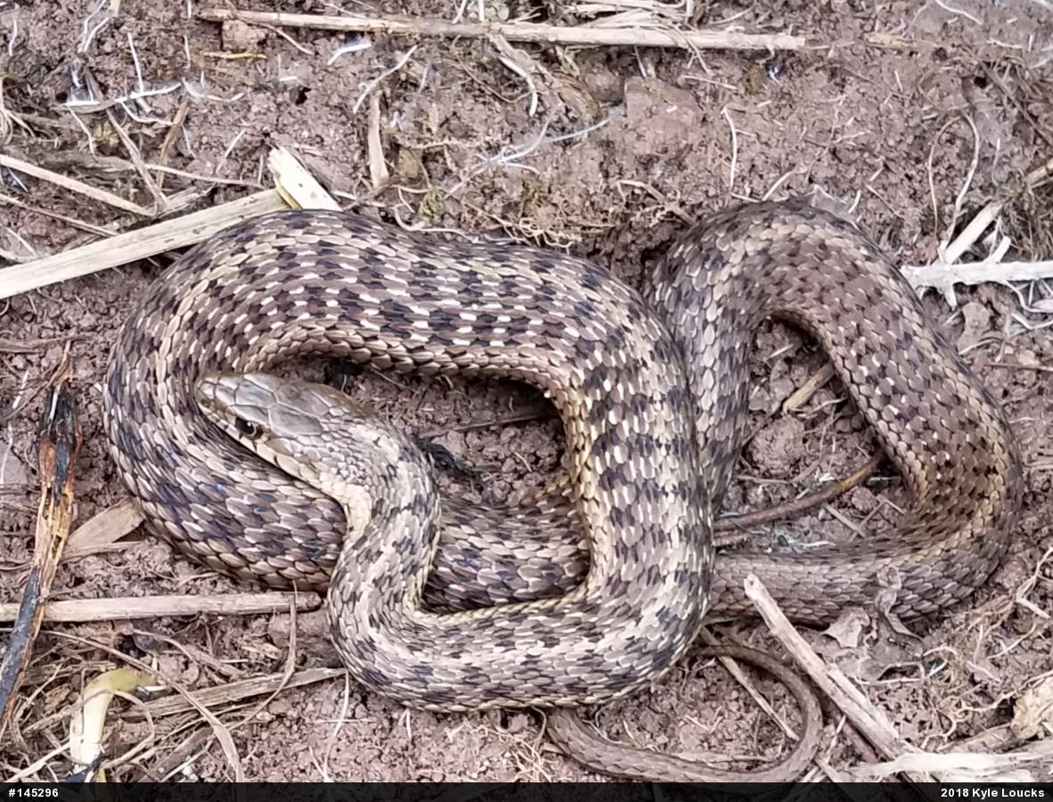 Eastern Gartersnake