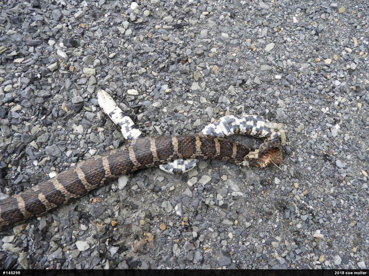 Eastern Milksnake