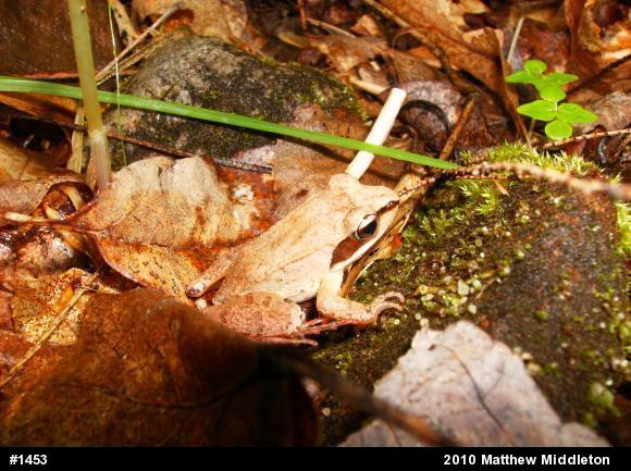 Wood Frog