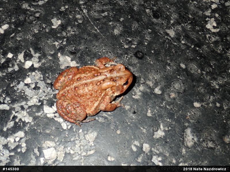 Eastern American Toad