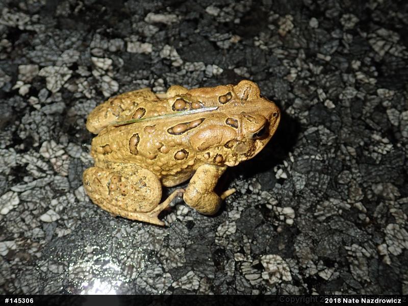 Eastern American Toad