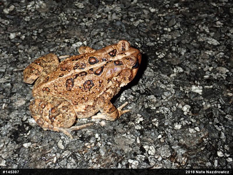 Eastern American Toad