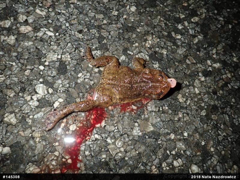 Eastern American Toad