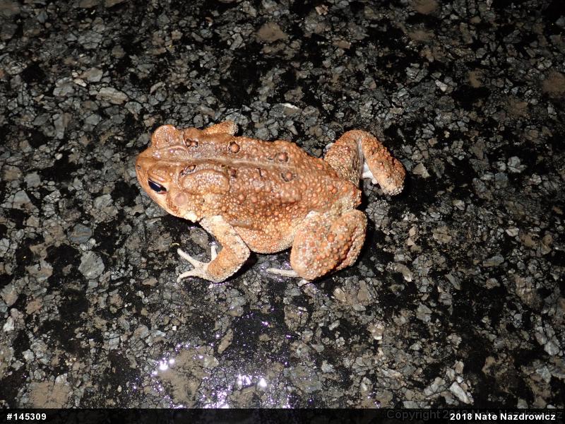 Eastern American Toad