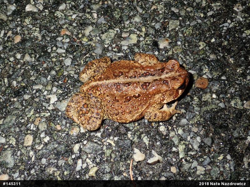 Eastern American Toad