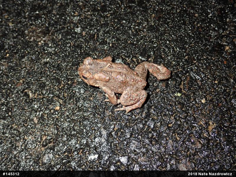 Eastern American Toad
