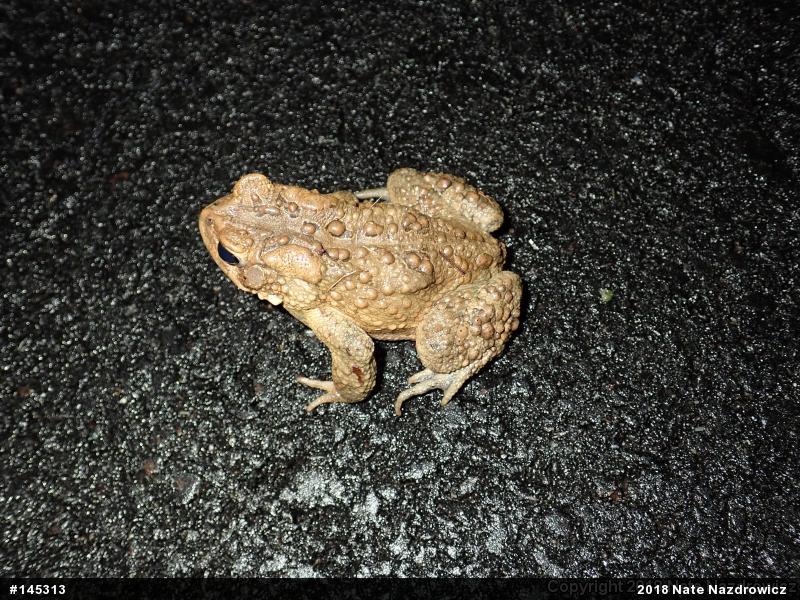 Eastern American Toad