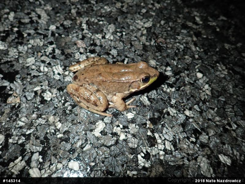 Green Frog