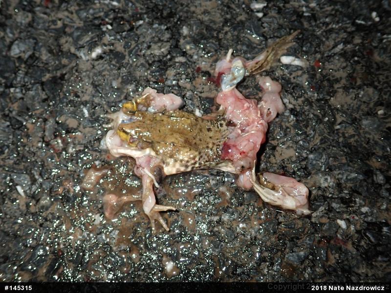Green Frog