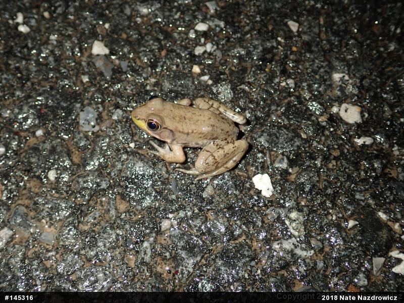 Green Frog