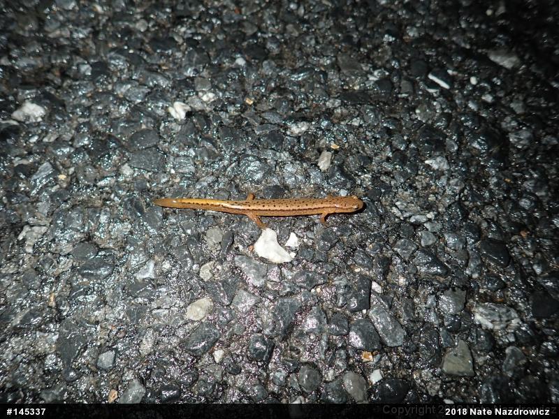 Northern Two-lined Salamander