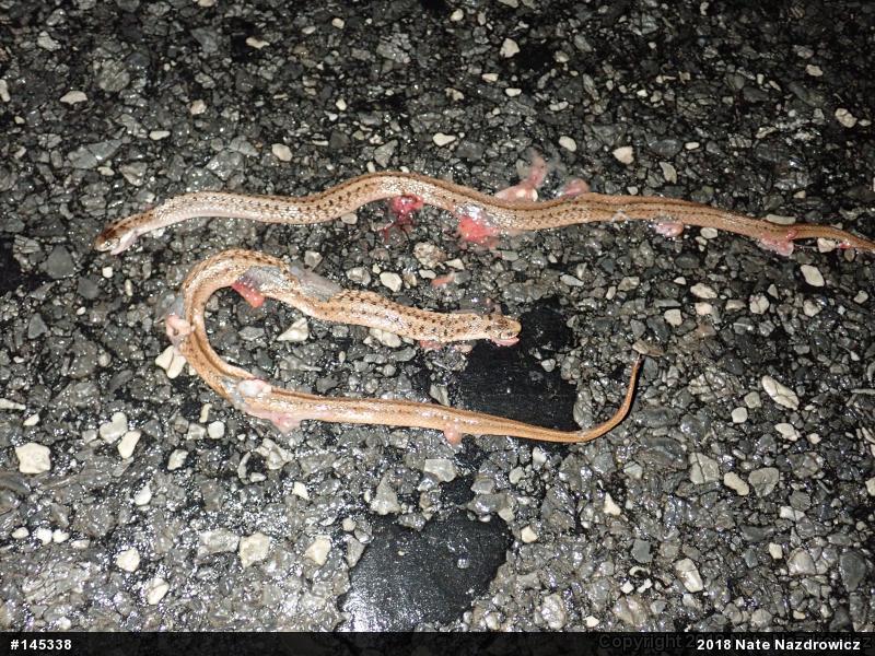 Dekay's Brownsnake