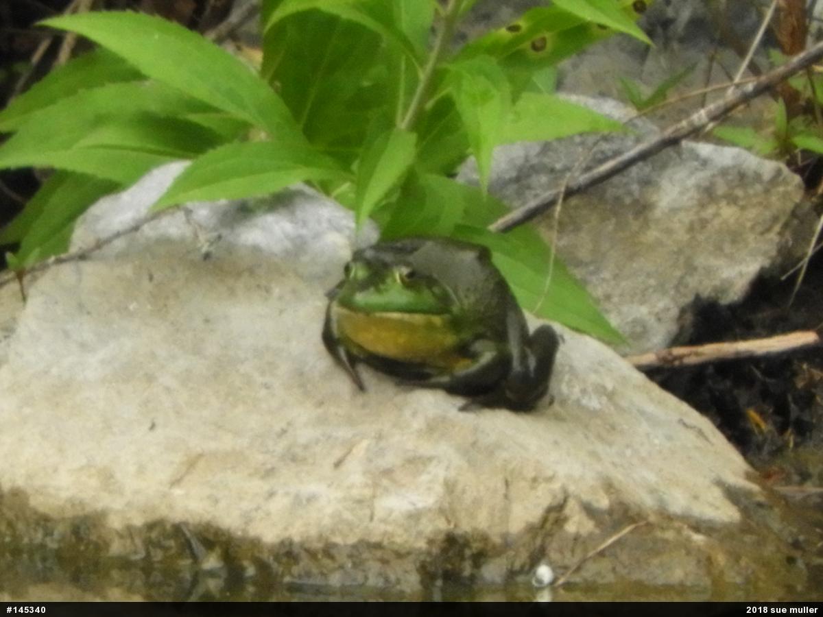 American Bullfrog