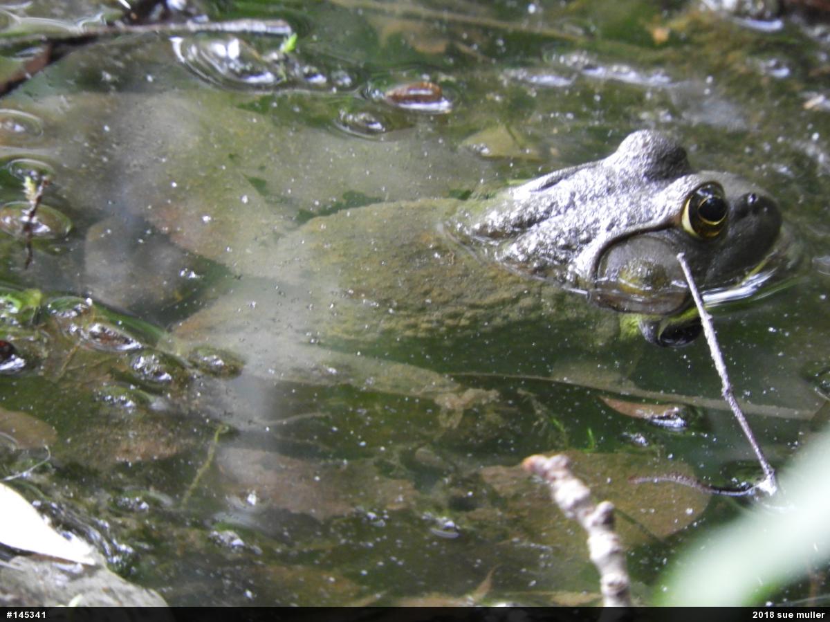 American Bullfrog