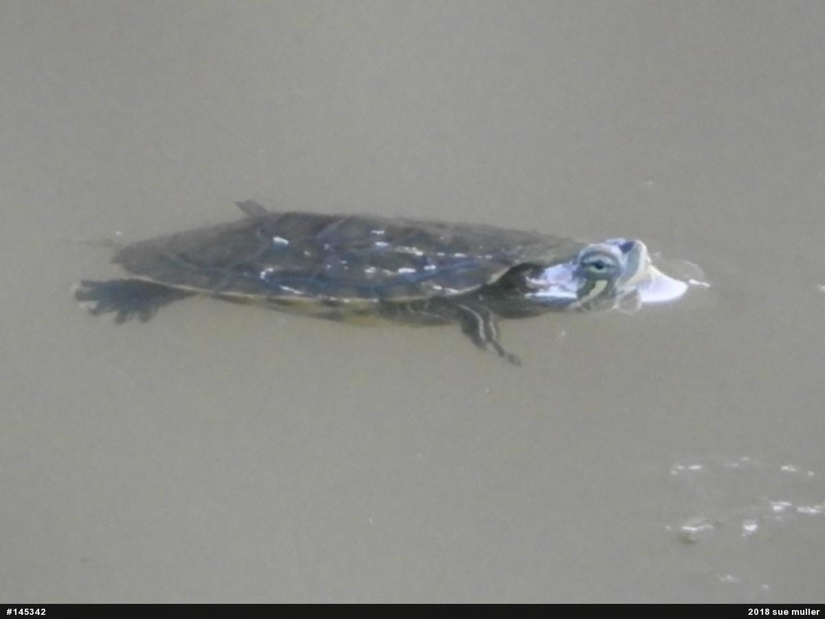 Pond Slider