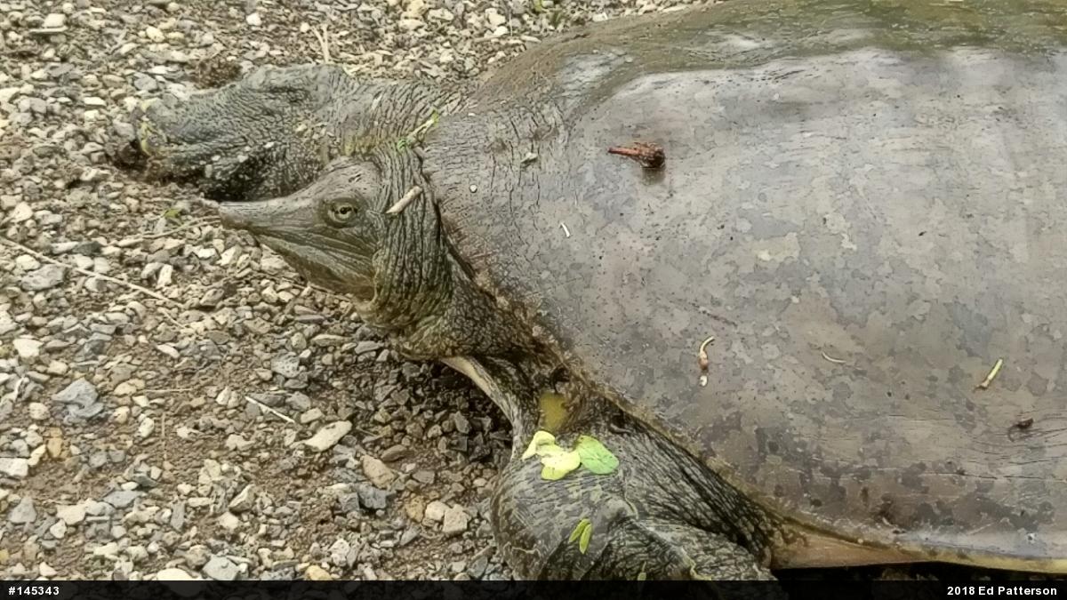 Eastern Spiny Softshell