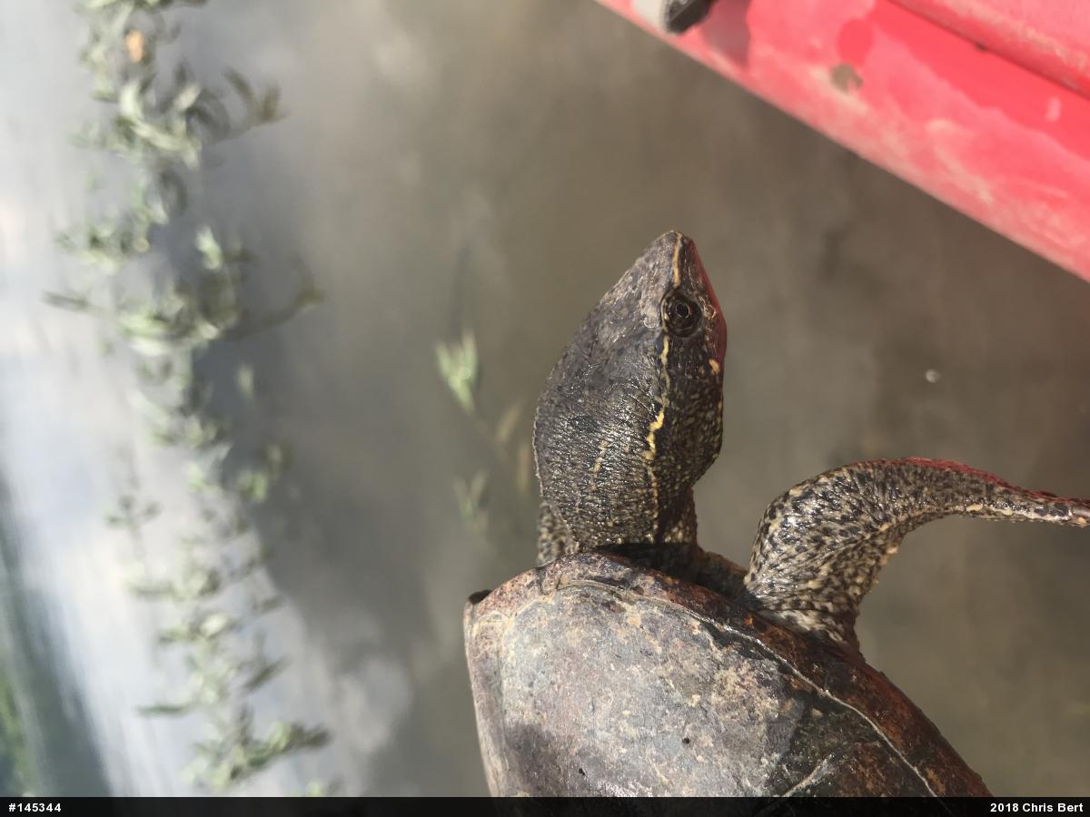 Eastern Musk Turtle