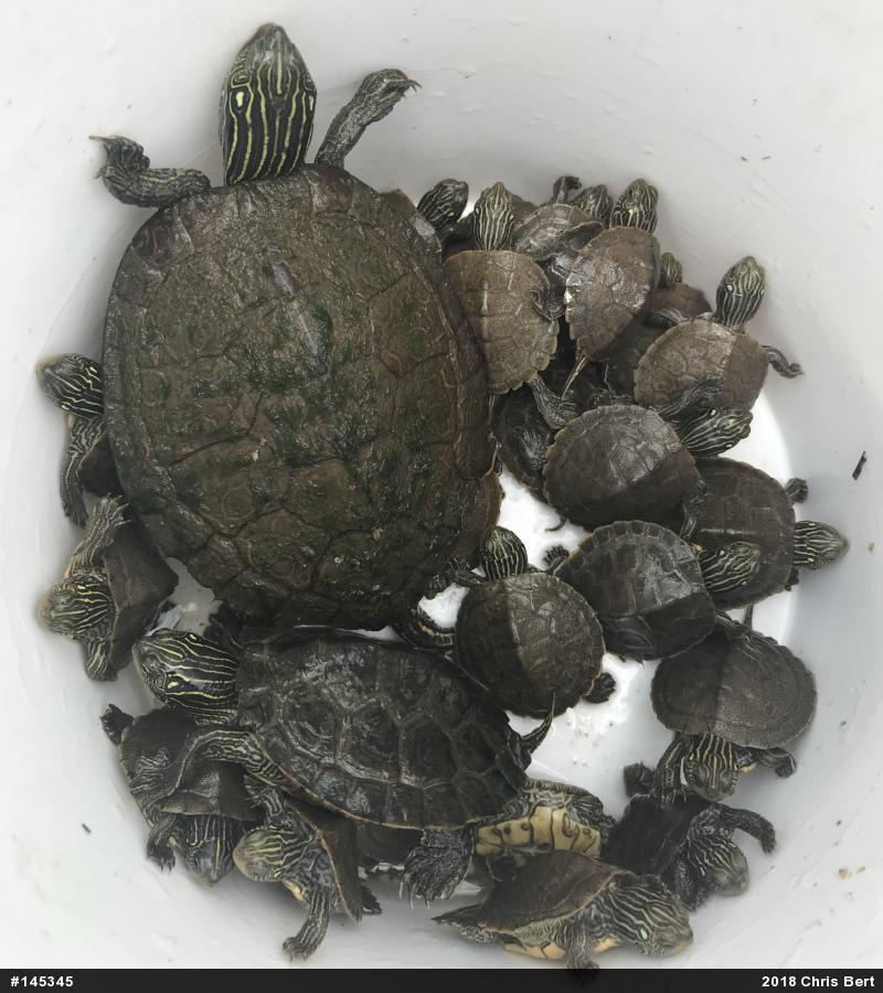 Northern Map Turtle