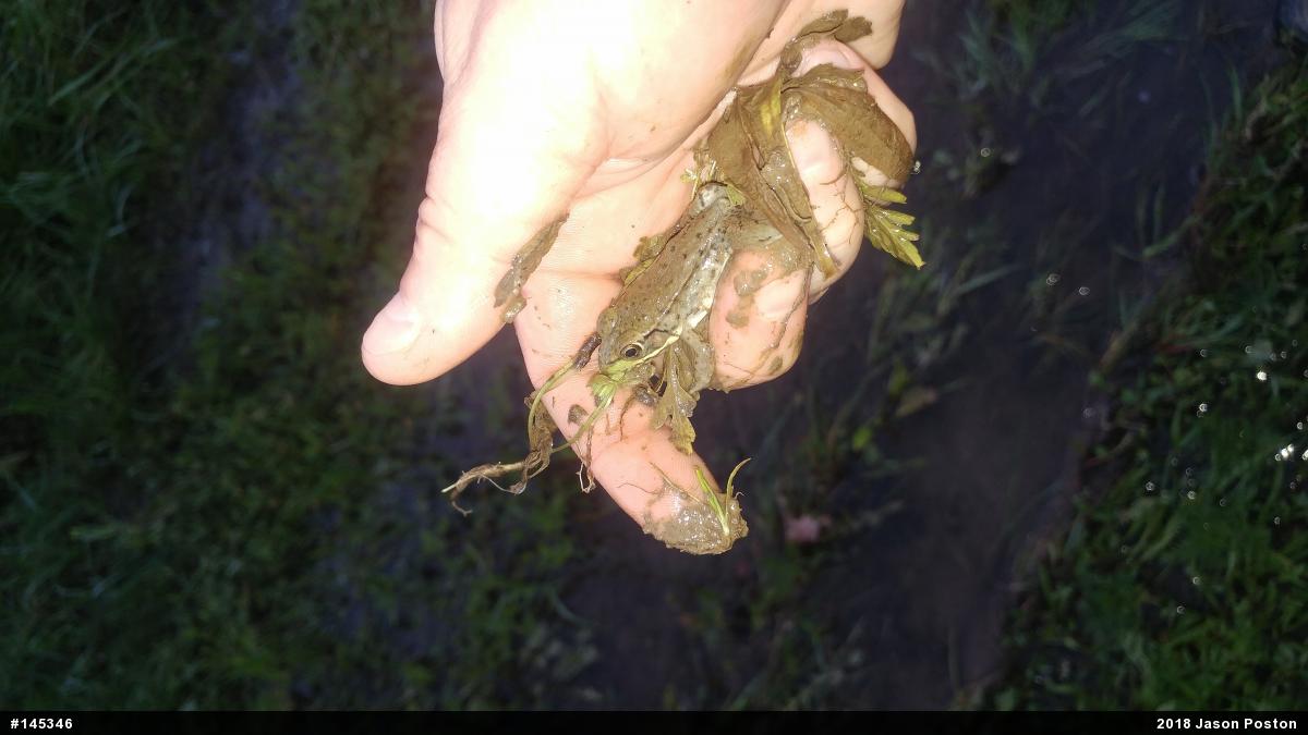 Green Frog