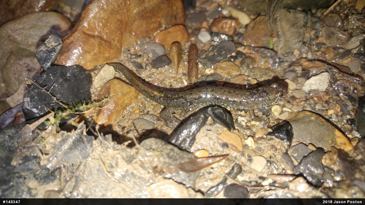 Northern Dusky Salamander