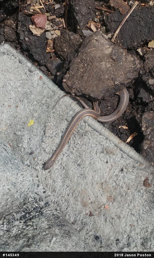 Eastern Gartersnake