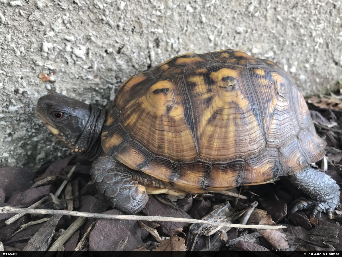Eastern Box Turtle