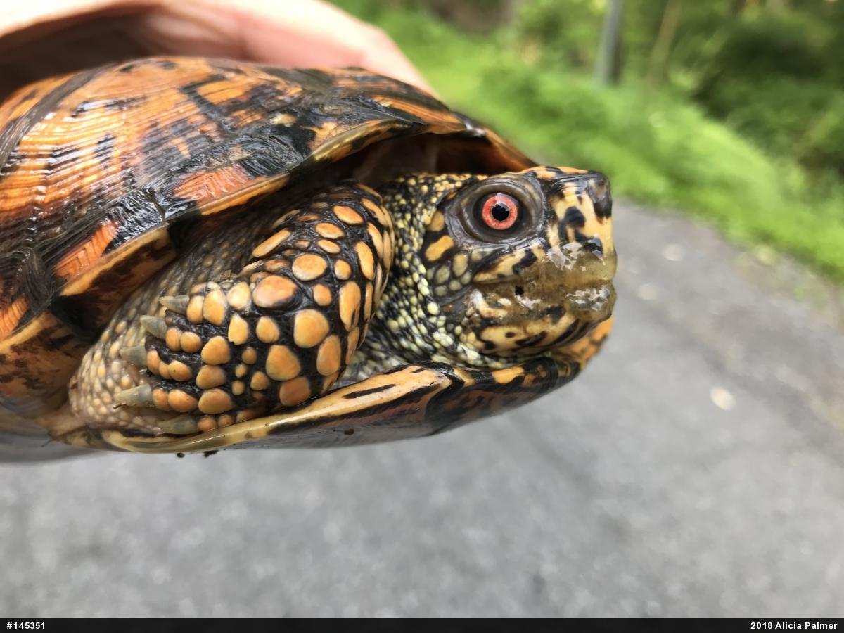 Eastern Box Turtle