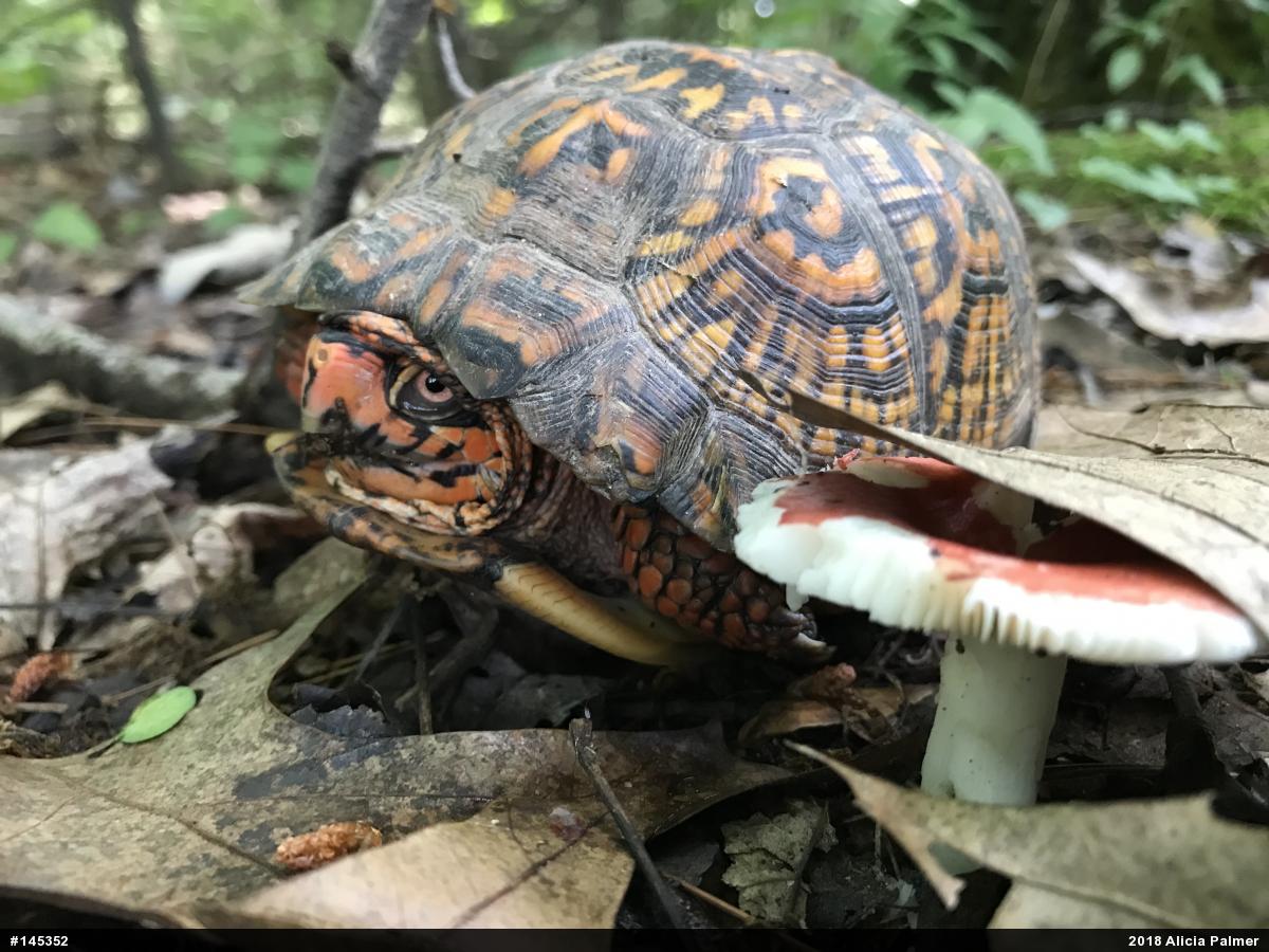 Eastern Box Turtle