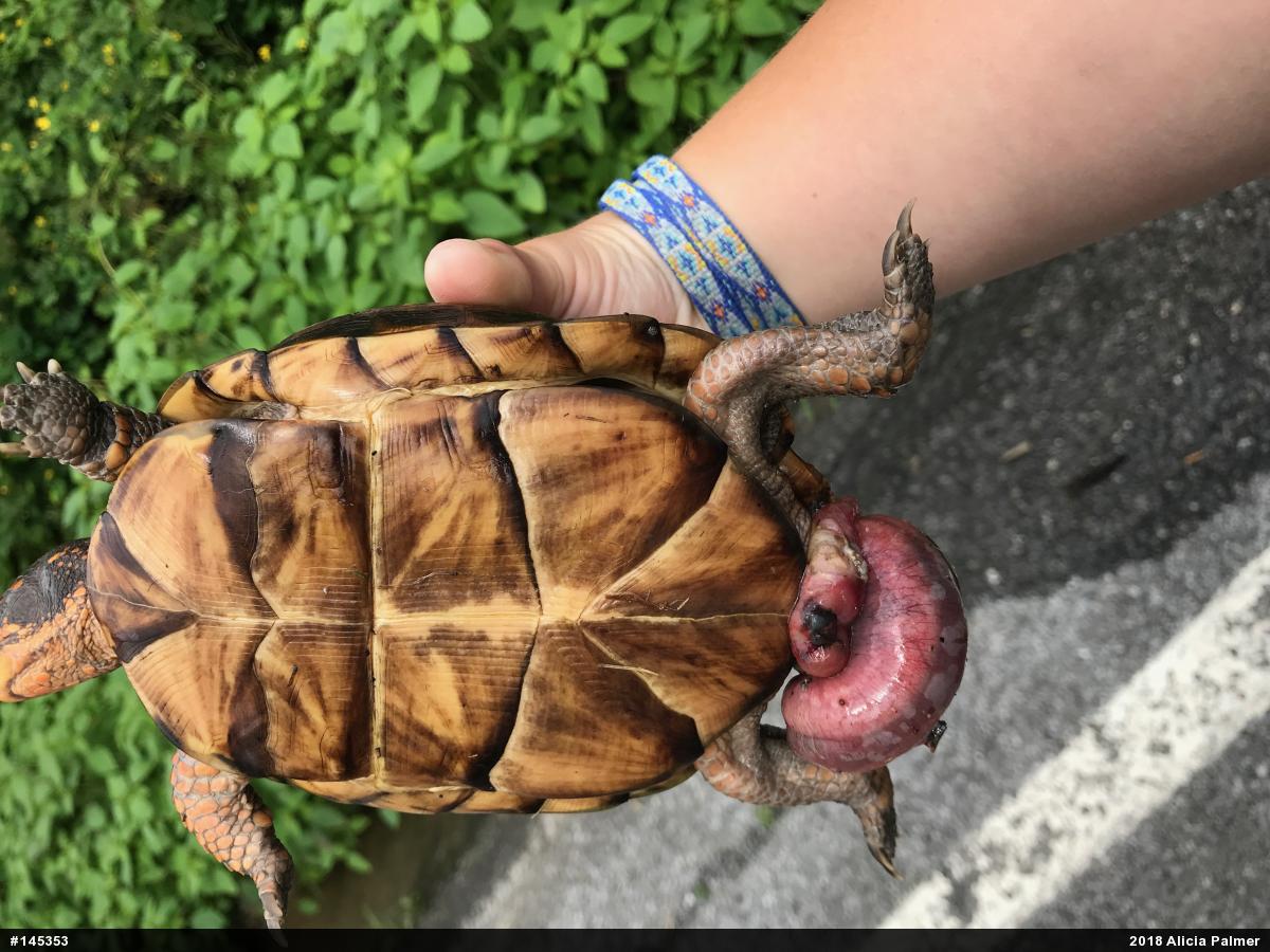 Eastern Box Turtle