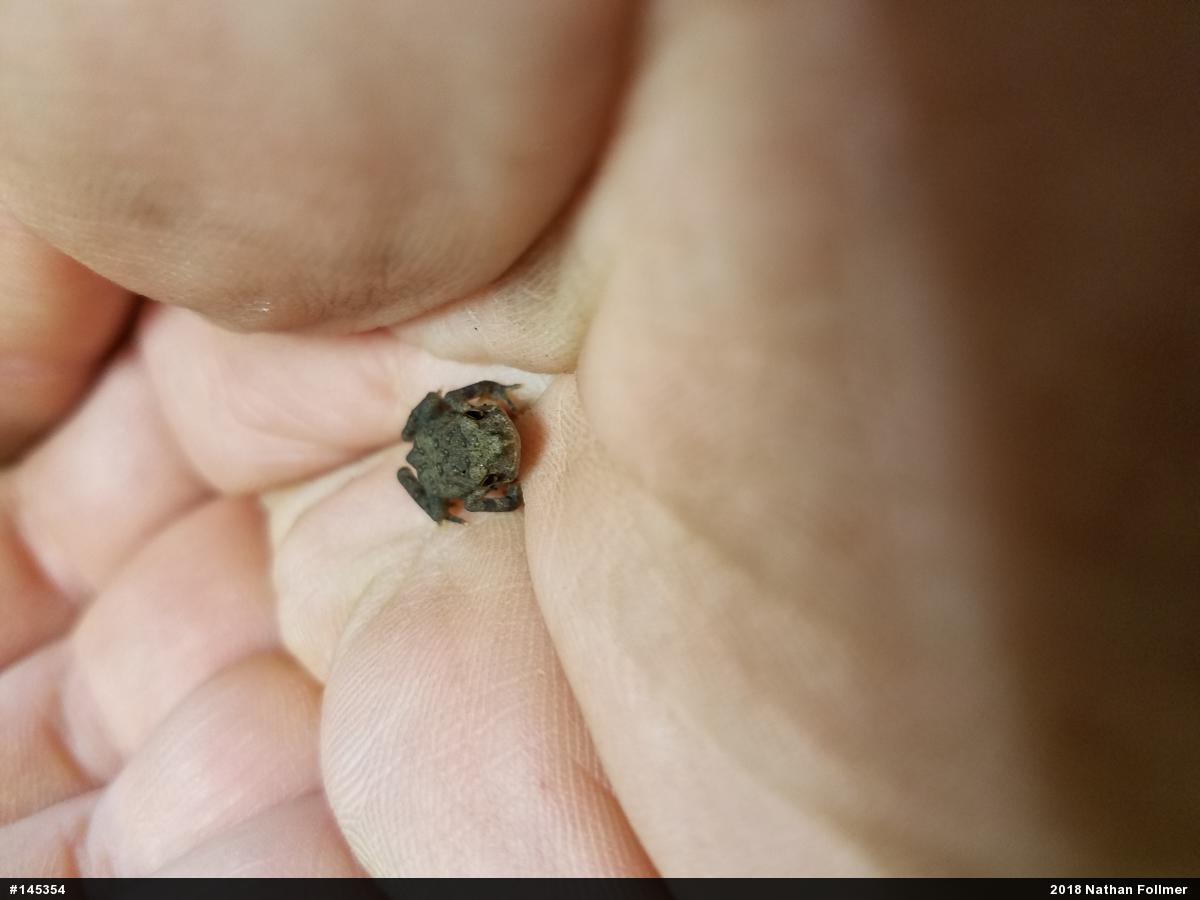 Eastern American Toad
