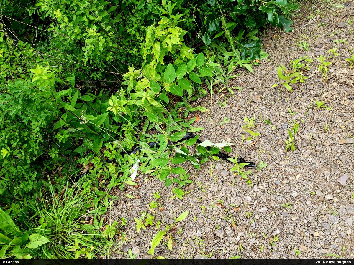 Eastern Ratsnake