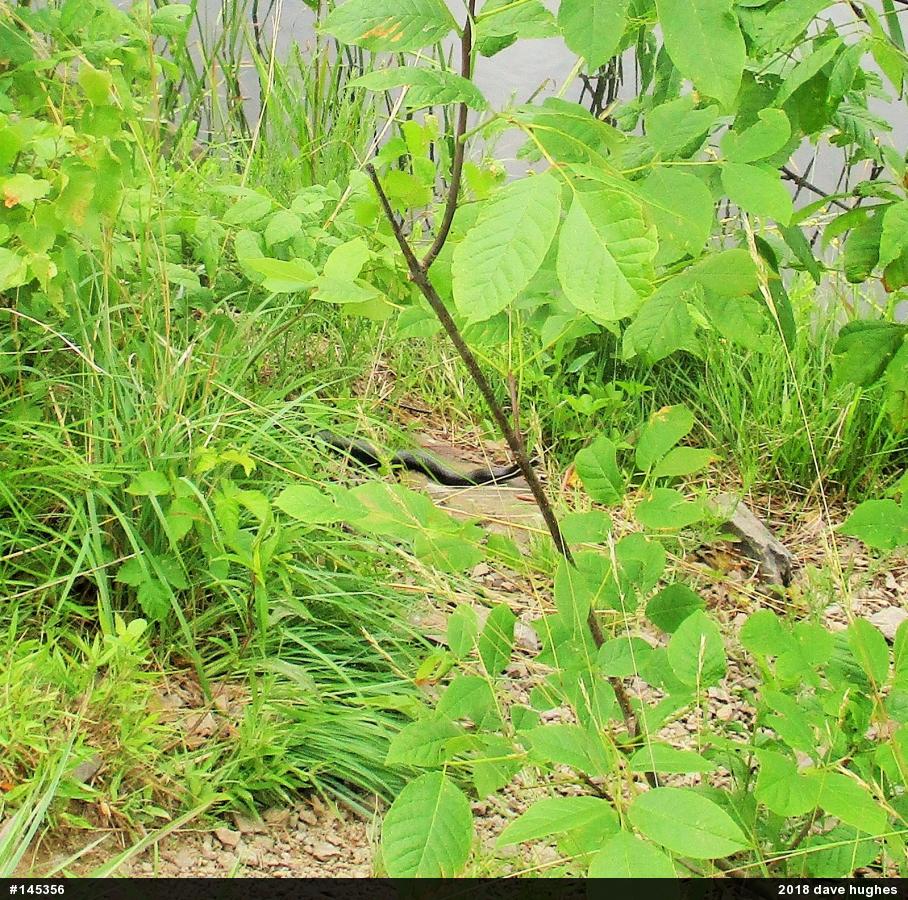 Northern Black Racer