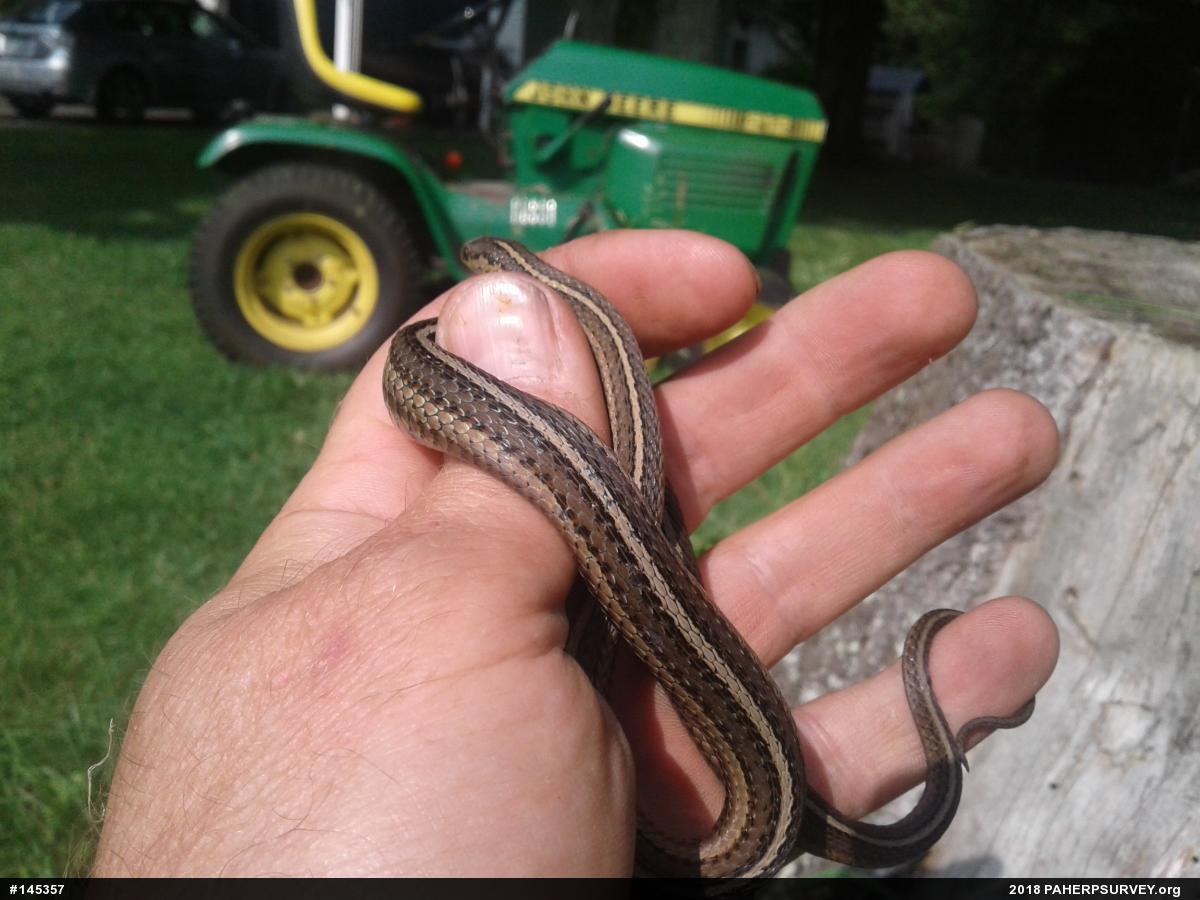 Shorthead Gartersnake