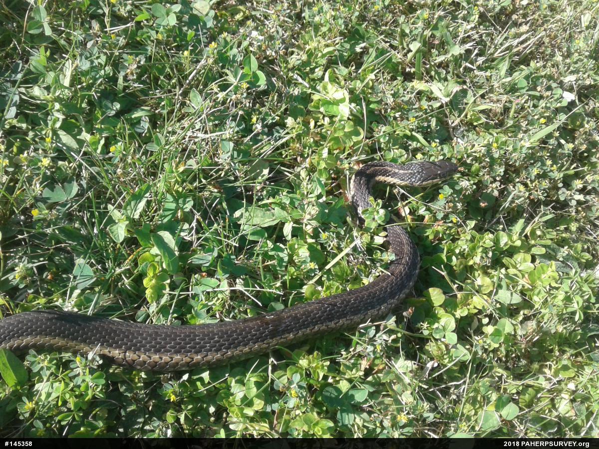 Eastern Gartersnake