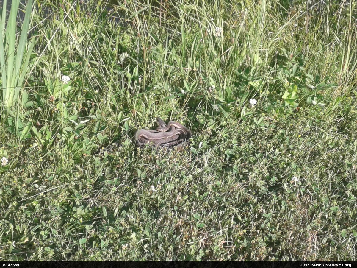 Eastern Gartersnake