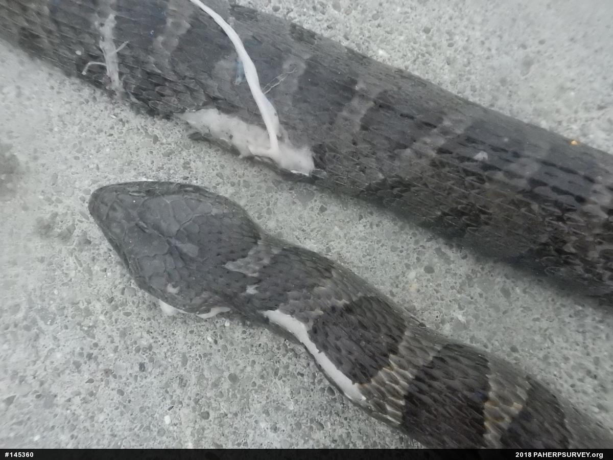 Northern Watersnake