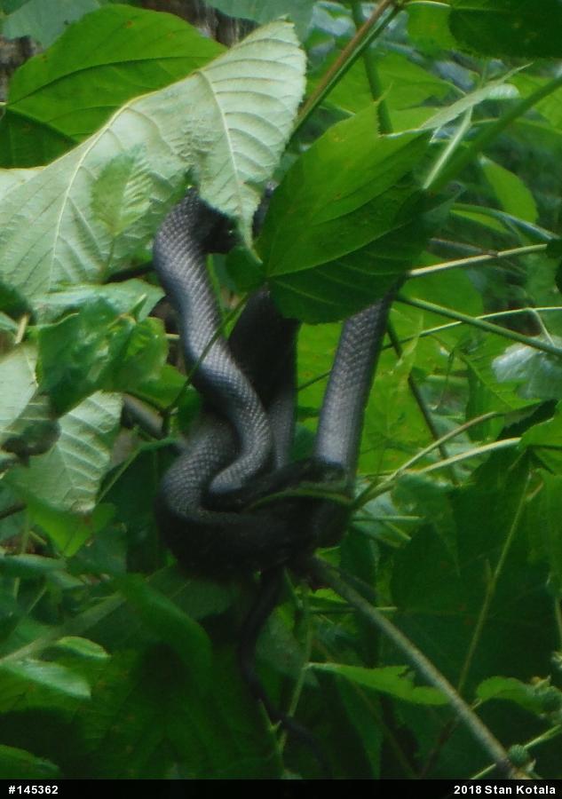 Eastern Ratsnake