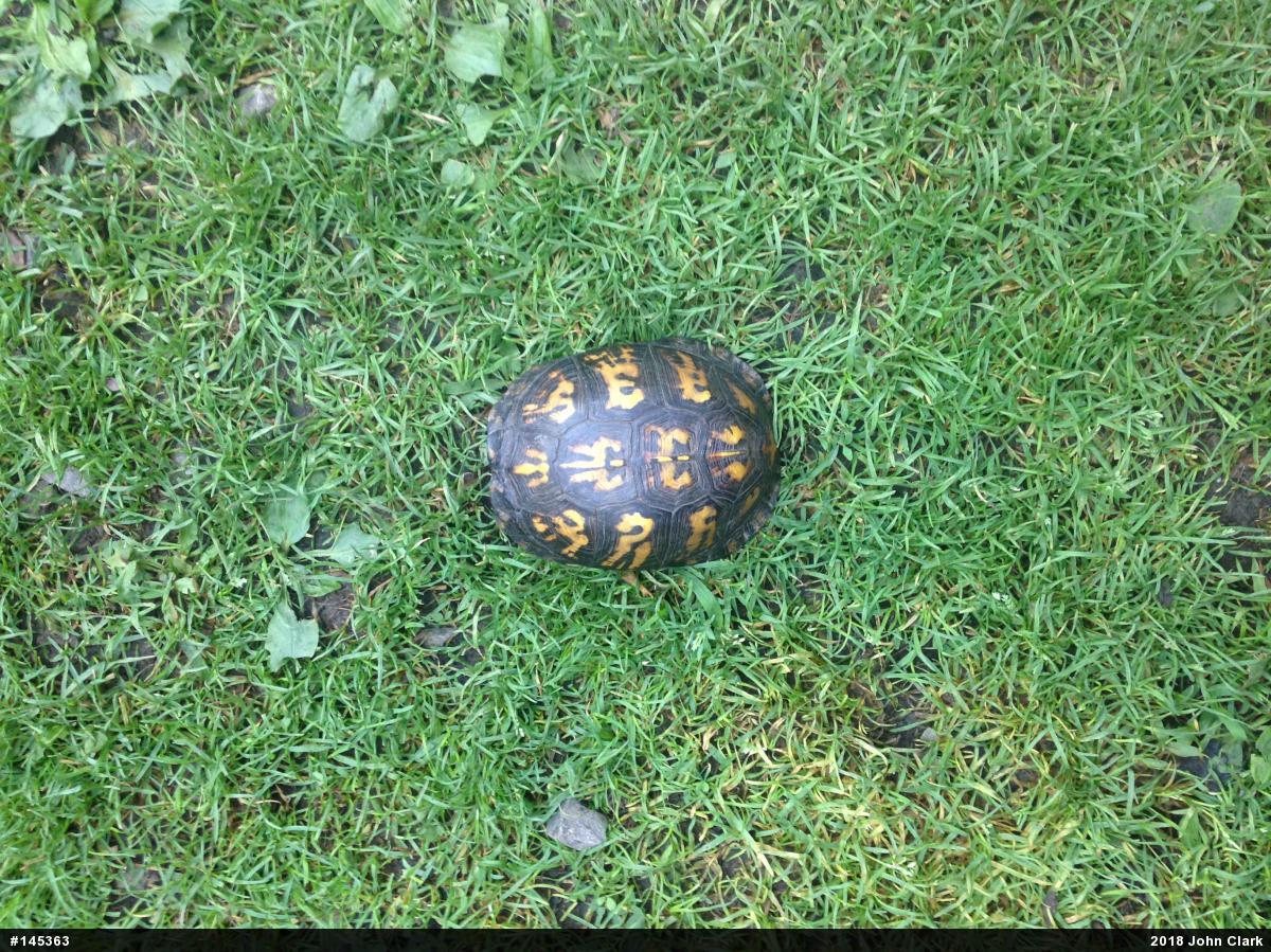 Eastern Box Turtle