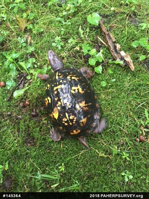 Eastern Box Turtle
