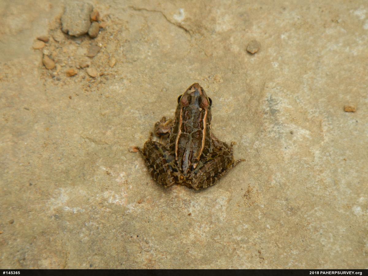 Pickerel Frog