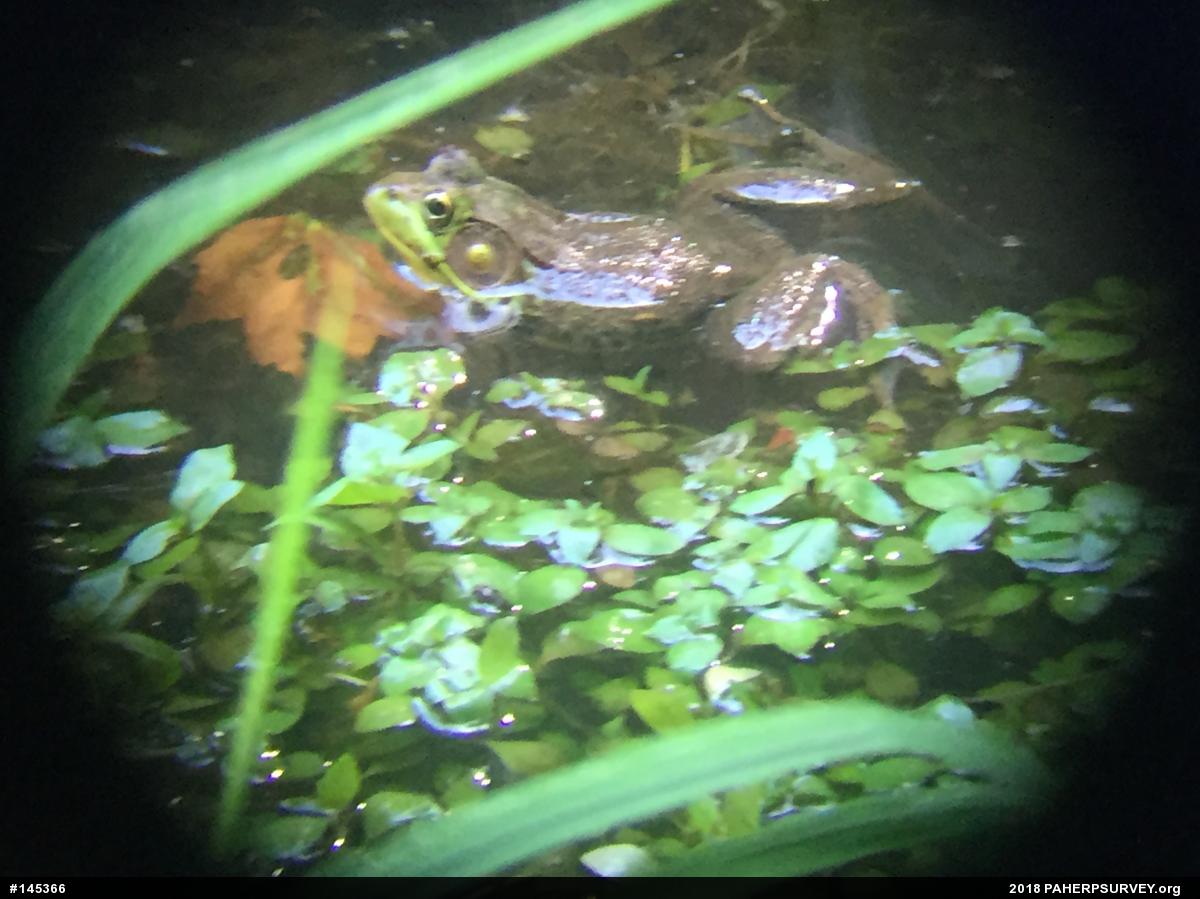 Green Frog
