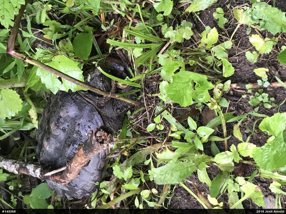 Snapping Turtle